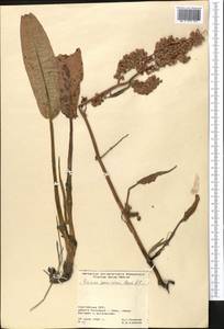 Rumex patientia subsp. tibeticus (Rech. fil.) Rech. fil., Middle Asia, Northern & Central Tian Shan (M4) (Kyrgyzstan)