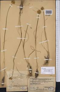 Allium petraeum Kar. & Kir., Middle Asia, Dzungarian Alatau & Tarbagatai (M5) (Kazakhstan)