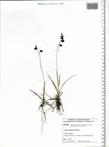 Carex atrofusca Schkuhr, Siberia, Central Siberia (S3) (Russia)