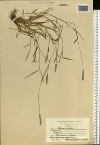 Alopecurus geniculatus L., Eastern Europe, Central region (E4) (Russia)