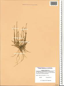 Aegilops kotschyi Boiss., Caucasus, Azerbaijan (K6) (Azerbaijan)