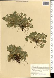 Potentilla acaulis L., Mongolia (MONG) (Mongolia)