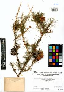 Larix sibirica Ledeb., Siberia, Baikal & Transbaikal region (S4) (Russia)