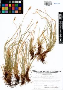 Carex lanceolata Boott, Siberia, Baikal & Transbaikal region (S4) (Russia)