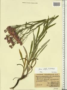 Jurinea multiflora (L.) B. Fedtsch., Eastern Europe, North Ukrainian region (E11) (Ukraine)