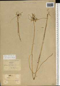 Allium oleraceum L., Eastern Europe, North Ukrainian region (E11) (Ukraine)
