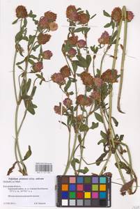 Trifolium pratense L., Eastern Europe, Central region (E4) (Russia)