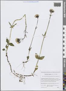 Valeriana capitata Link, Siberia, Russian Far East (S6) (Russia)