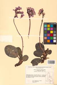 Bergenia crassifolia (L.) Fritsch, Siberia, Russian Far East (S6) (Russia)