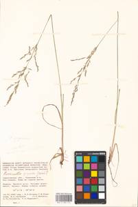 Puccinellia gigantea (Grossh.) Grossh., Eastern Europe, Lower Volga region (E9) (Russia)