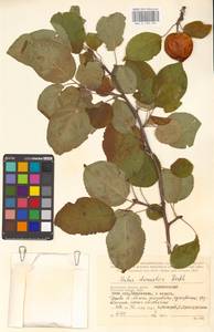 Malus domestica (Suckow) Borkh., Eastern Europe, Central region (E4) (Russia)