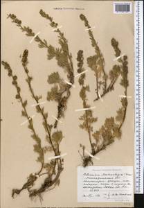 Artemisia aschurbajewii C. Winkl., Middle Asia, Northern & Central Tian Shan (M4) (Kazakhstan)