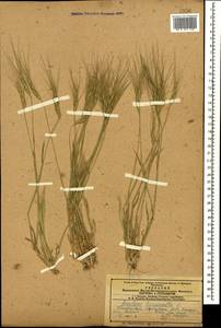 Aegilops triuncialis L., Caucasus, Azerbaijan (K6) (Azerbaijan)