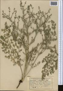 Echinophora sibthorpiana Guss., Middle Asia, Western Tian Shan & Karatau (M3) (Uzbekistan)