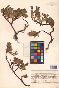 Salix retusa L., Eastern Europe, West Ukrainian region (E13) (Ukraine)