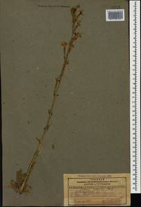 Silene viscosa (L.) Pers., Caucasus, Dagestan (K2) (Russia)