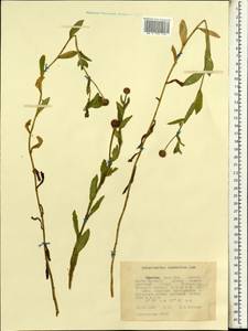 Sphaeranthus suaveolens (Forssk.) DC., Africa (AFR) (Ethiopia)
