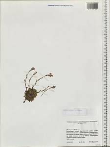 Eritrichium villosum (Ledeb.) Bunge, Siberia, Altai & Sayany Mountains (S2) (Russia)