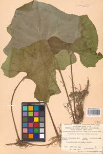 Petasites spurius (Retz.) Rchb., Eastern Europe, Eastern region (E10) (Russia)