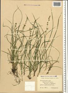 Carex divulsa Stokes, Caucasus, Black Sea Shore (from Novorossiysk to Adler) (K3) (Russia)