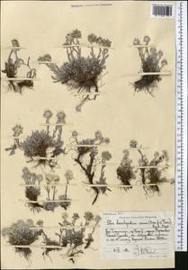 Leontopodium nanum (Hook. fil. & Thomson) Hand.-Mazz., Middle Asia, Pamir & Pamiro-Alai (M2) (Tajikistan)