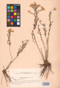 Galatella villosa (L.) Rchb. fil., Middle Asia, Caspian Ustyurt & Northern Aralia (M8) (Kazakhstan)