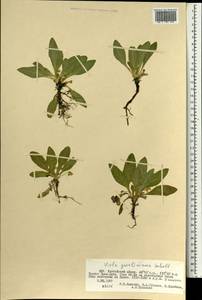 Viola gmeliniana Roem. & Schult., Mongolia (MONG) (Mongolia)