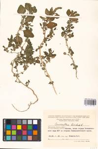 Amaranthus blitum L., Eastern Europe, Moscow region (E4a) (Russia)