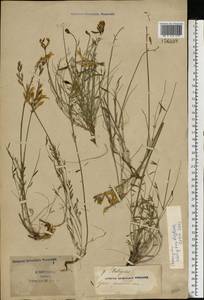 Astragalus pseudotataricus Boriss., Eastern Europe, South Ukrainian region (E12) (Ukraine)