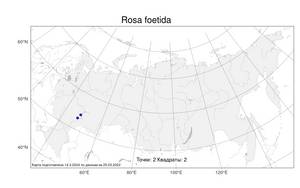 Rosa foetida Herrm., Atlas of the Russian Flora (FLORUS) (Russia)