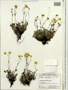 Potentilla ×gorodkovii Jurtzev, Siberia, Central Siberia (S3) (Russia)