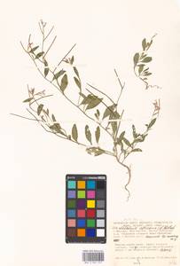 Strigosella africana (L.) Botsch., Eastern Europe, Moscow region (E4a) (Russia)