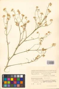 Guenthera persica subsp. persica, Eastern Europe, Lower Volga region (E9) (Russia)