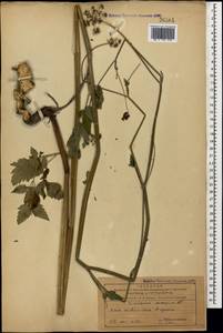 Dichoropetalum caucasicum (M. Bieb.) Soldano, Galasso & Banfi, Caucasus, Azerbaijan (K6) (Azerbaijan)