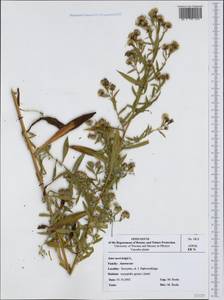 Symphyotrichum novi-belgii (L.) G. L. Nesom, Western Europe (EUR) (Poland)