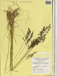 Poa pratensis L., Eastern Europe, Northern region (E1) (Russia)