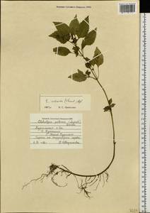 Elsholtzia ciliata (Thunb.) Hyl., Siberia, Russian Far East (S6) (Russia)