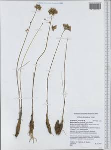 Allium alexandrae Vved., Middle Asia, Northern & Central Tian Shan (M4) (Kyrgyzstan)