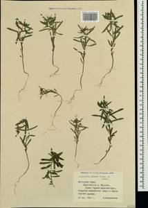 Euphorbia taurinensis All., Crimea (KRYM) (Russia)