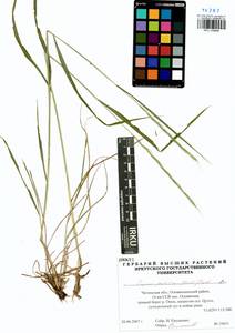 Elymus pendulinus (Nevski) Tzvelev, Siberia, Baikal & Transbaikal region (S4) (Russia)