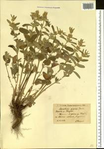 Marrubium peregrinum L., Eastern Europe, Lower Volga region (E9) (Russia)