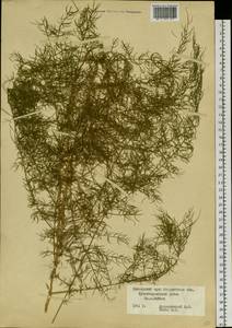 Asparagus schoberioides Kunth, Siberia, Russian Far East (S6) (Russia)