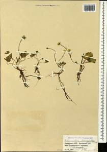 Ranunculus brachylobus Boiss. & Hohen., Caucasus, Georgia (K4) (Georgia)
