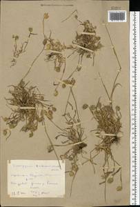 Eremopyrum triticeum (Gaertn.) Nevski, Eastern Europe, Rostov Oblast (E12a) (Russia)