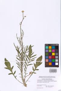 Rhaponticoides taliewii (Kleopow) M. V. Agab. & Greuter, Eastern Europe, Middle Volga region (E8) (Russia)