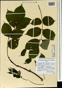 Phellodendron amurense var. sachalinense F. Schmidt, Siberia, Russian Far East (S6) (Russia)