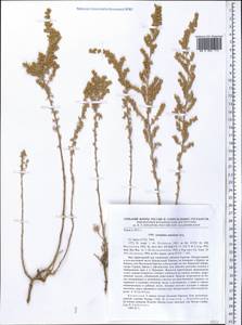 Artemisia austriaca Jacq., Middle Asia, Caspian Ustyurt & Northern Aralia (M8) (Kazakhstan)