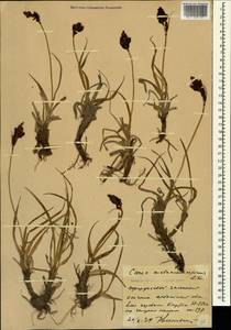 Carex melananthiformis Litv., Caucasus, Stavropol Krai, Karachay-Cherkessia & Kabardino-Balkaria (K1b) (Russia)