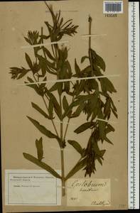 Epilobium hirsutum L., Eastern Europe, South Ukrainian region (E12) (Ukraine)