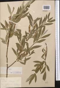 Salix alba L., Middle Asia, Kopet Dag, Badkhyz, Small & Great Balkhan (M1) (Turkmenistan)